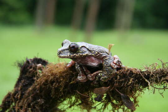 Image of Rabb's fringe-limbed treefrog