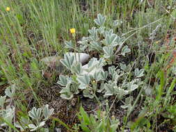 Image of abbotswood potentilla