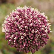 Image of Allium commutatum Guss.