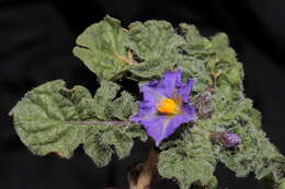 Image of Solanum acaule Bitter