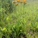 Image of splitleaf groundsel