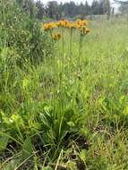 Image of splitleaf groundsel