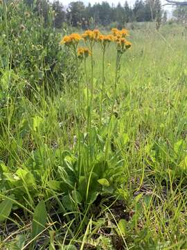 Image of Two-Leaf Groundsel