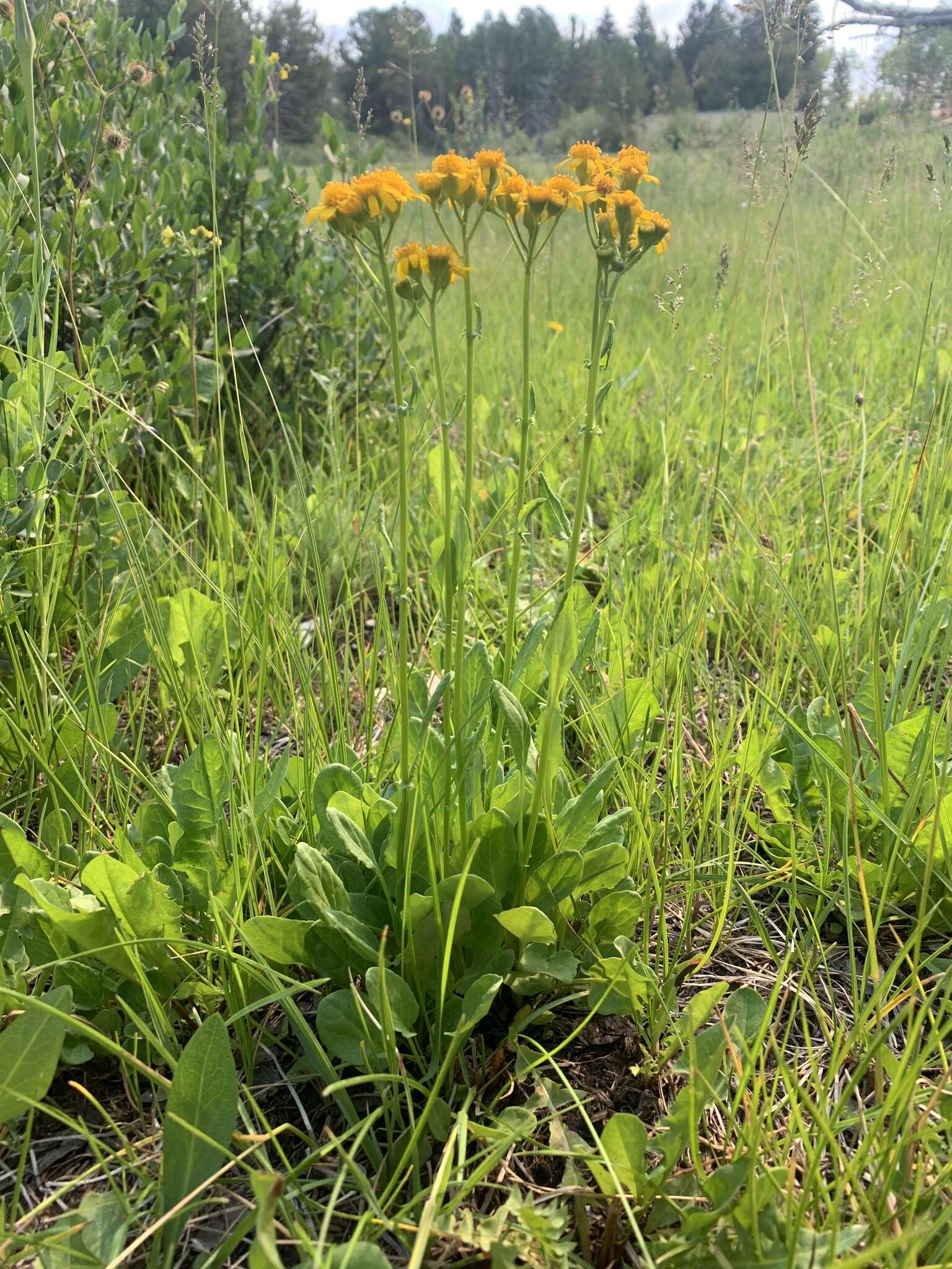 Image of splitleaf groundsel