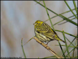 Image of serin, european serin