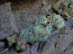 Image of Crassula cremnophila E. van Jaarsveld & A. E. van Wyk