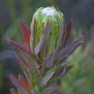 Plancia ëd Protea coronata Lam.