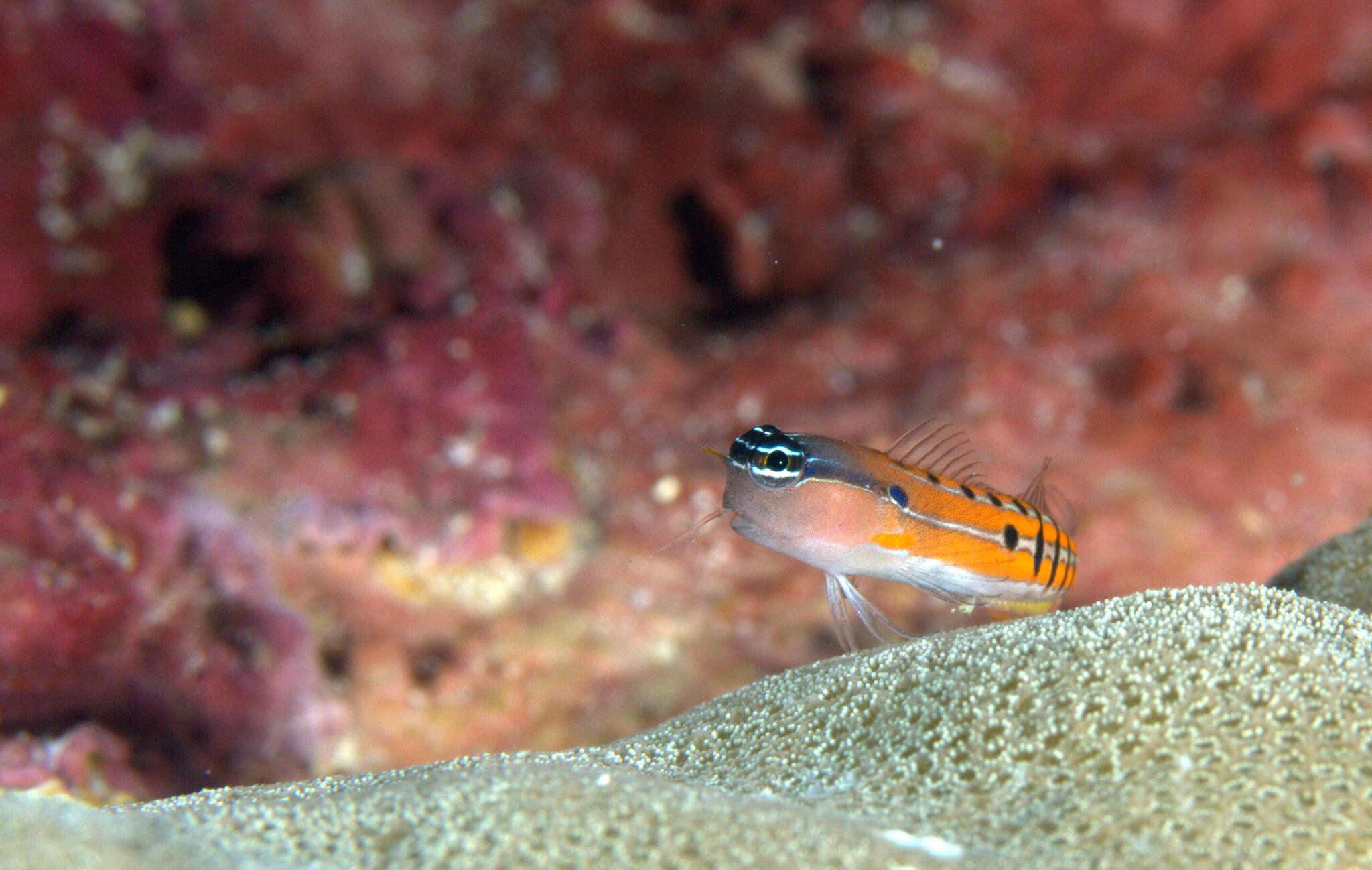 Image of Axelrod's Clown Blenny