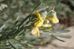 Image of <i>Calobota angustifolia</i>