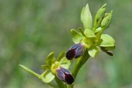 Image of Ophrys fusca subsp. fusca