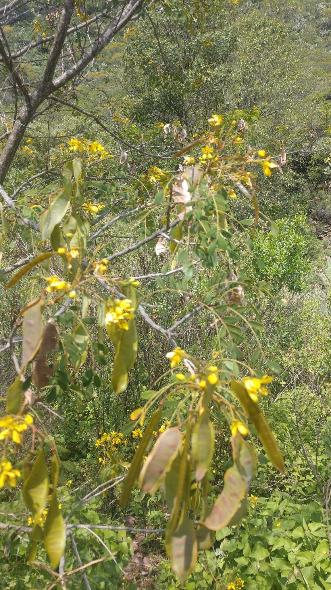 Senna polyantha (Collad.) H. S. Irwin & Barneby resmi