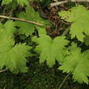 Image of Primula matthioli subsp. sachalinensis (Losinsk.) Kovt.