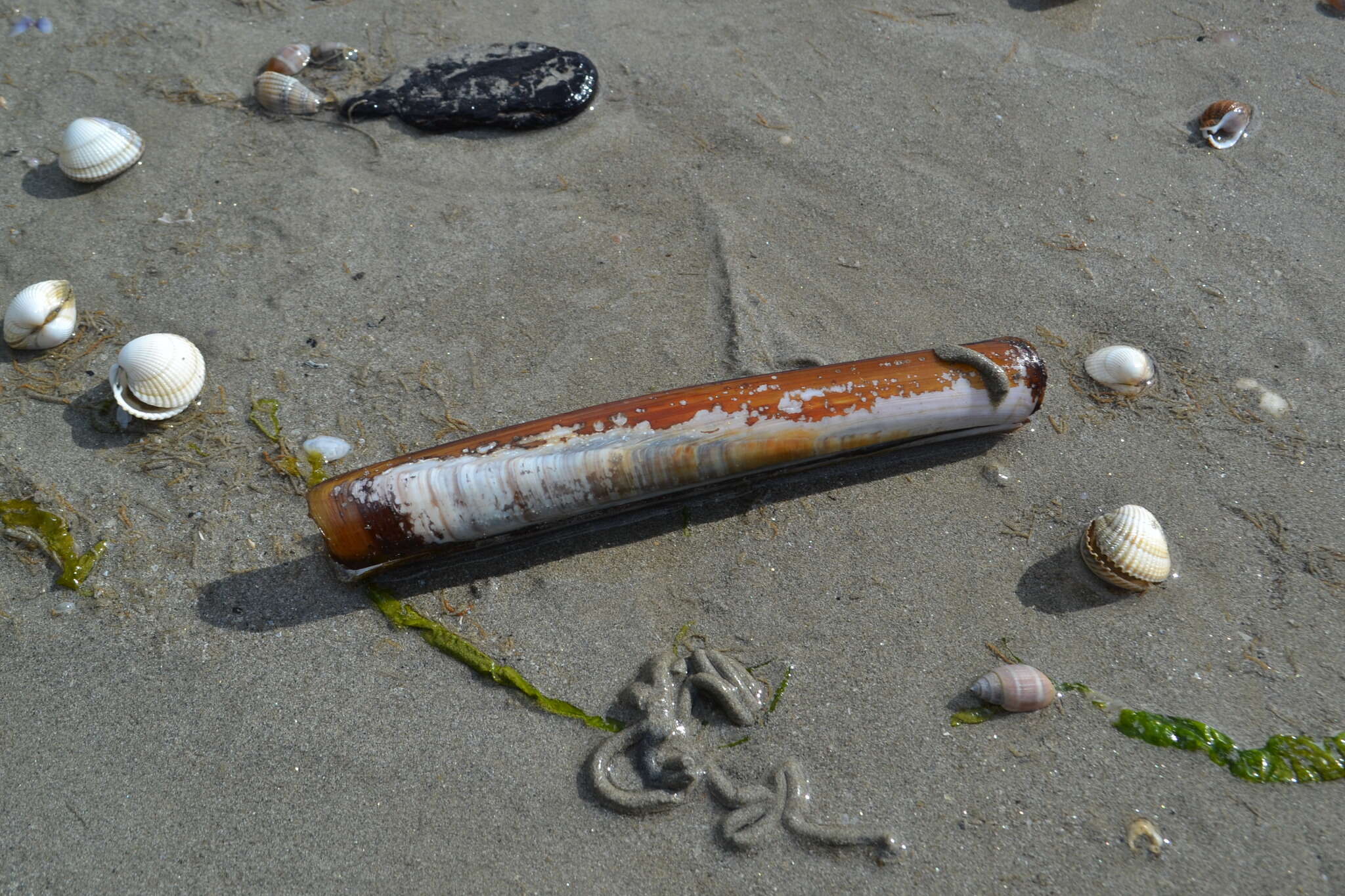 Image of Grooved Razor Shell