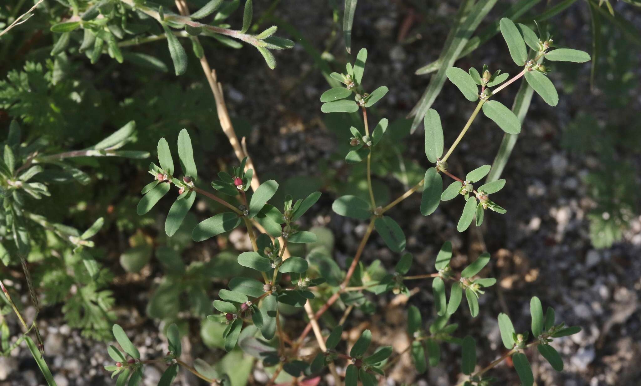 Image of Euphorbia serpillifolia subsp. serpillifolia