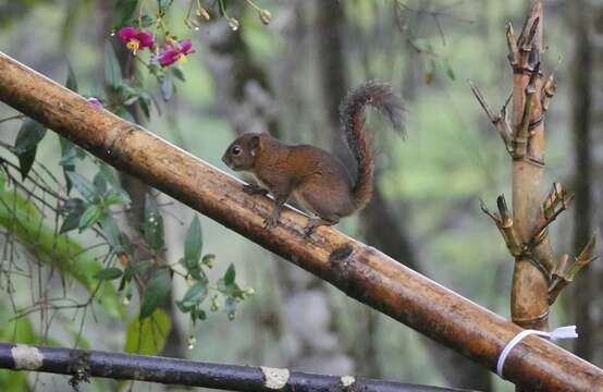 Image of Western Dwarf Squirrel