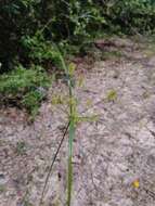 Image of bristly flatsedge