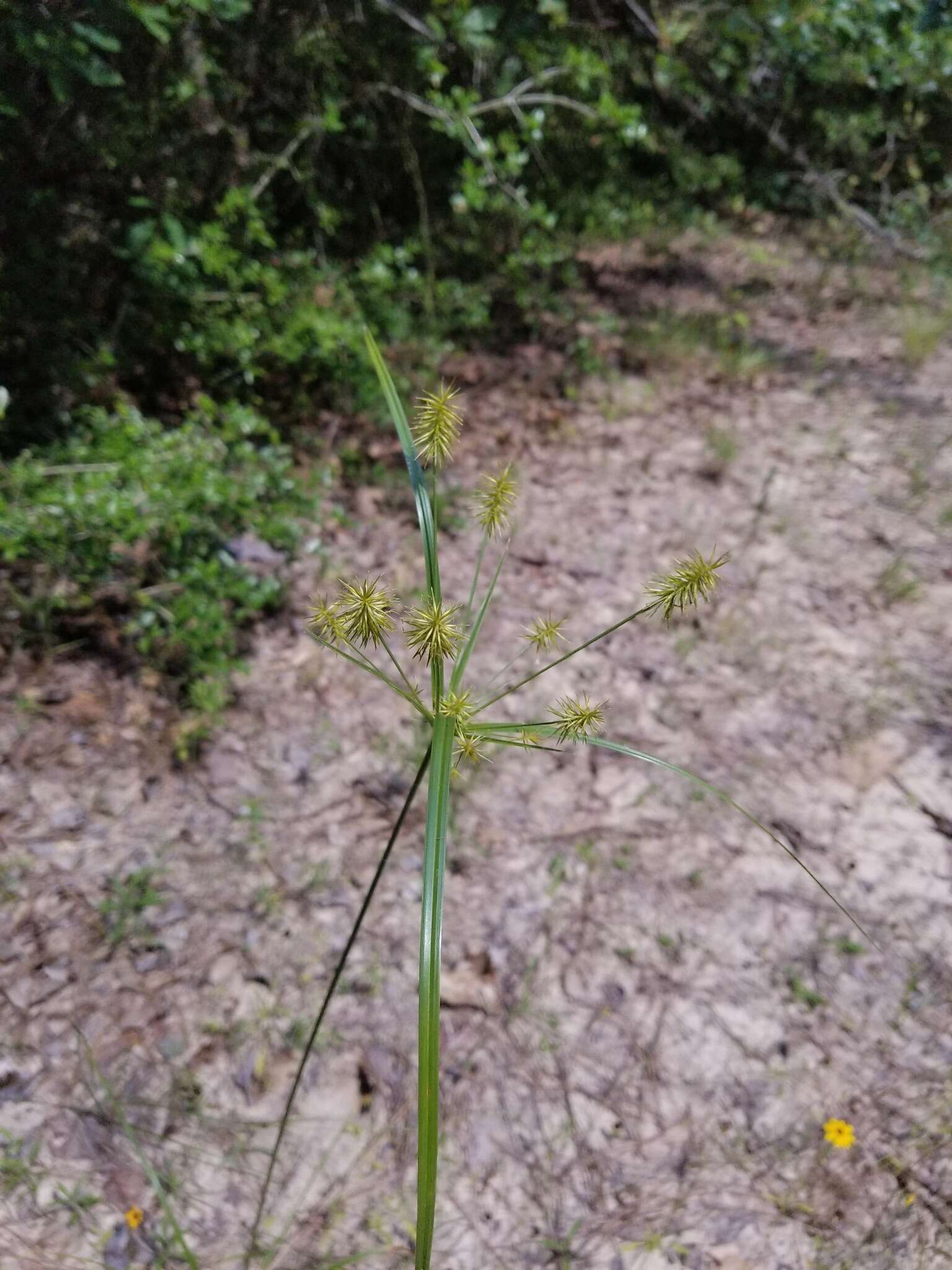 Слика од Cyperus hystricinus Fernald