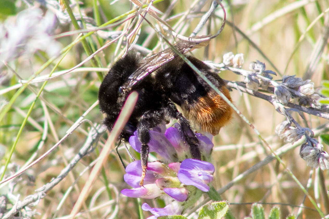 Image of Bombus confusus Schenck 1861