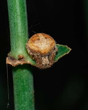 Image of Neoscona subfusca (C. L. Koch 1837)