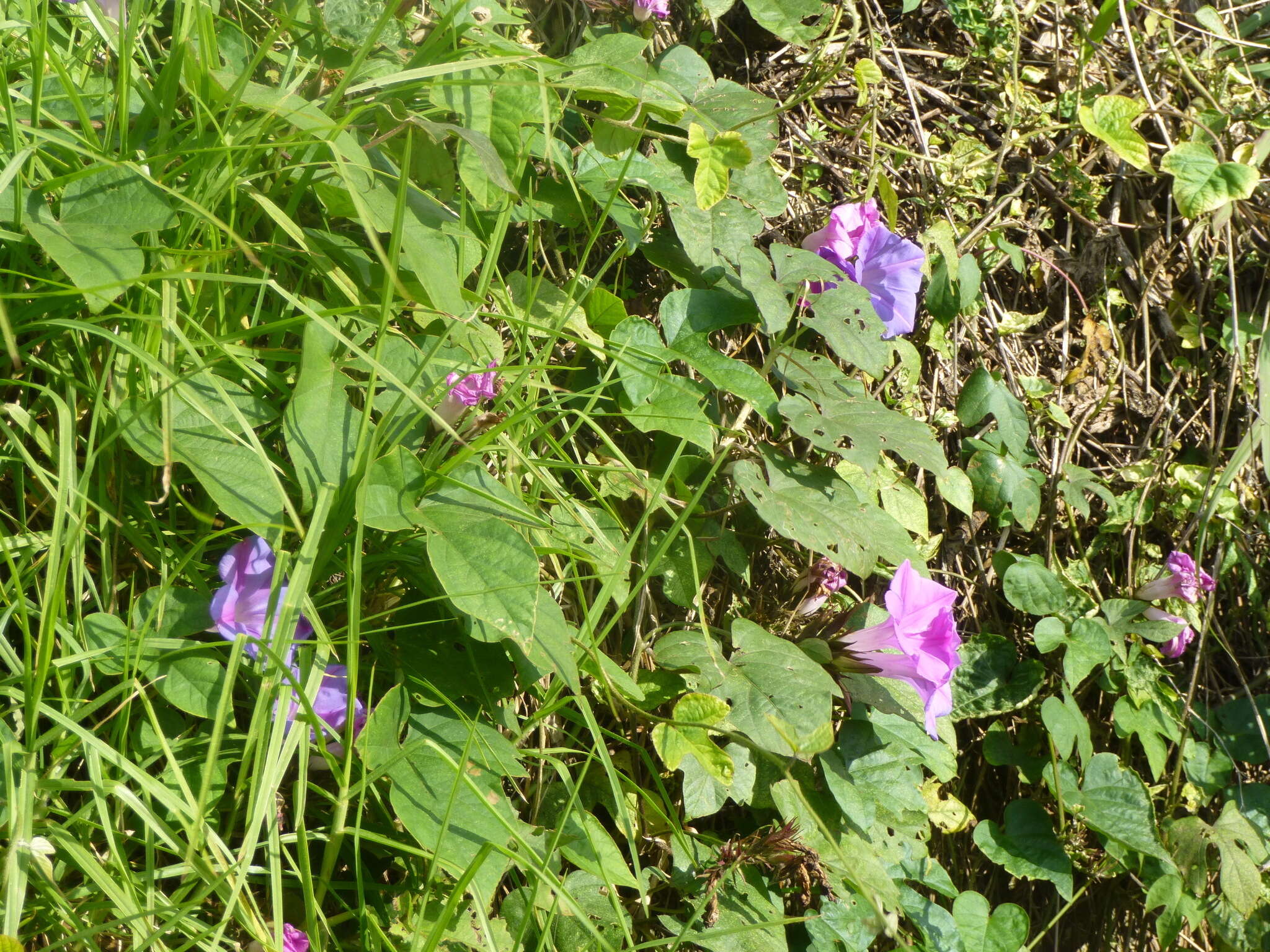 Sivun Ipomoea indica (J. Burman) Merr. kuva