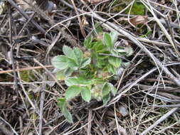 صورة Potentilla fragarioides L.