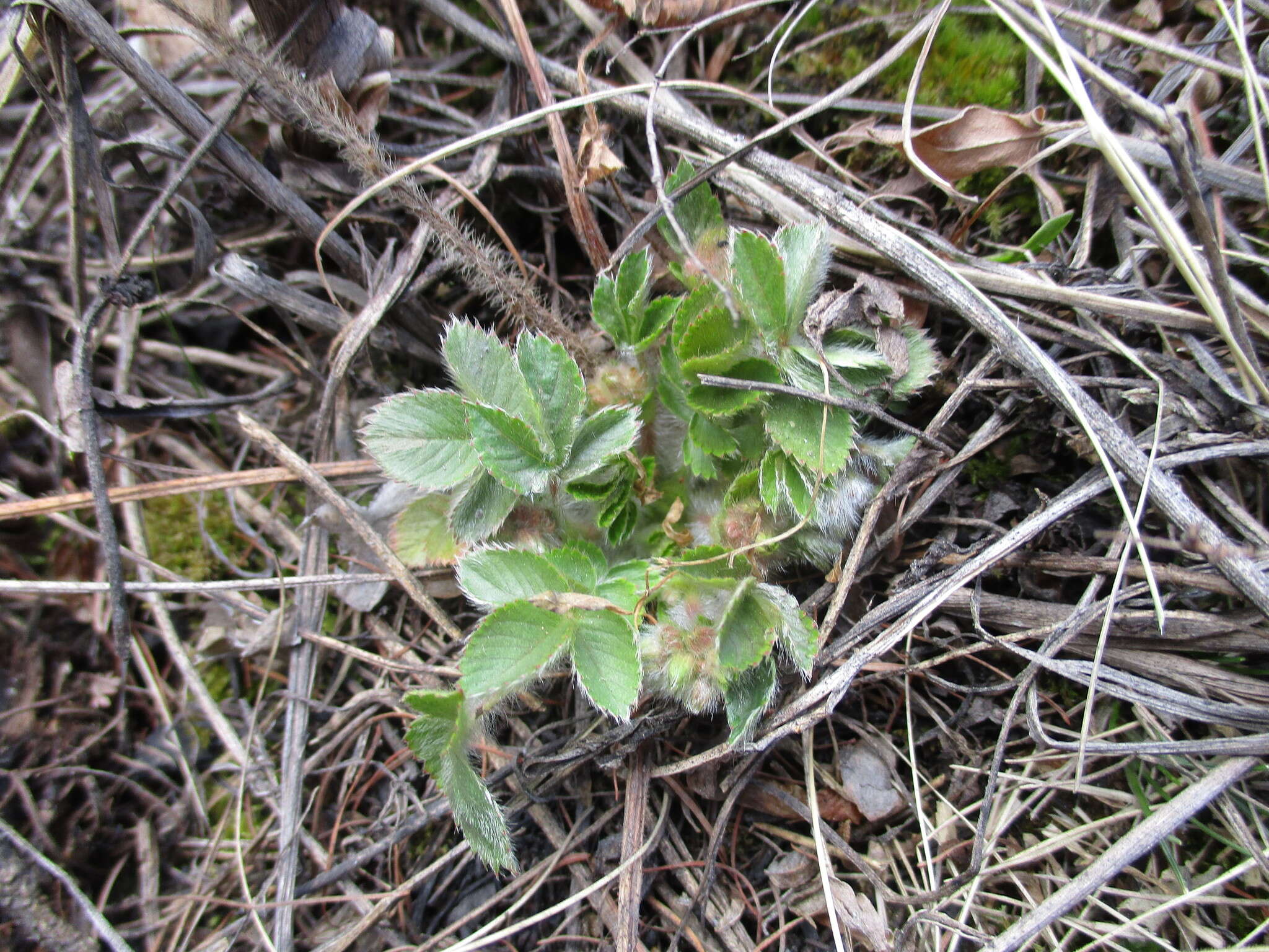 صورة Potentilla fragarioides L.