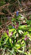 صورة Gentiana arisanensis Hayata