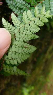 Imagem de Polystichum parvipinnulum Tag.