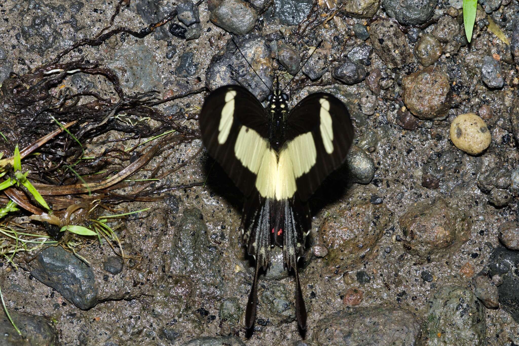 Sivun Papilio torquatus Cramer (1777) kuva