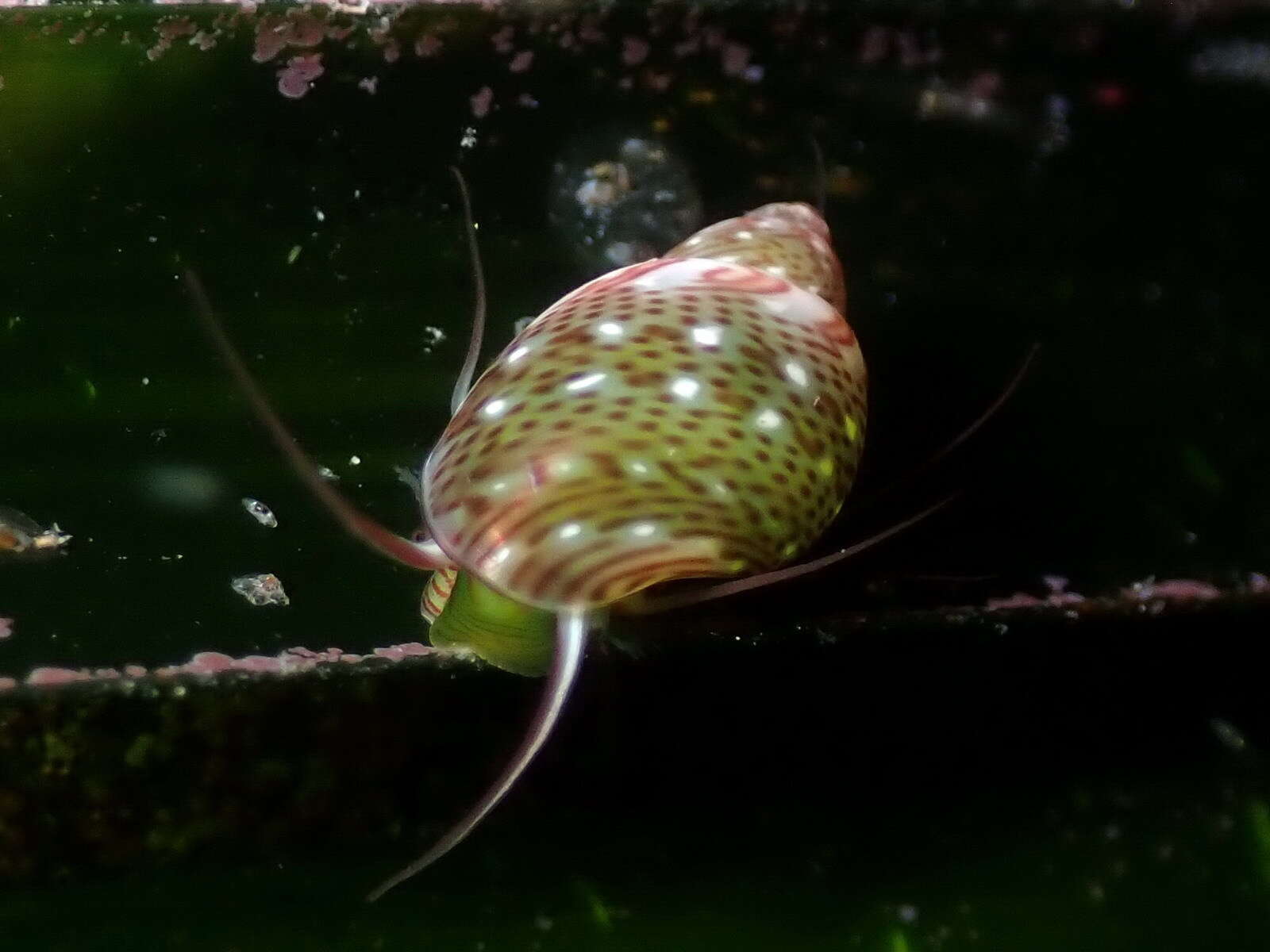 Image of Tricoliinae Woodring 1928