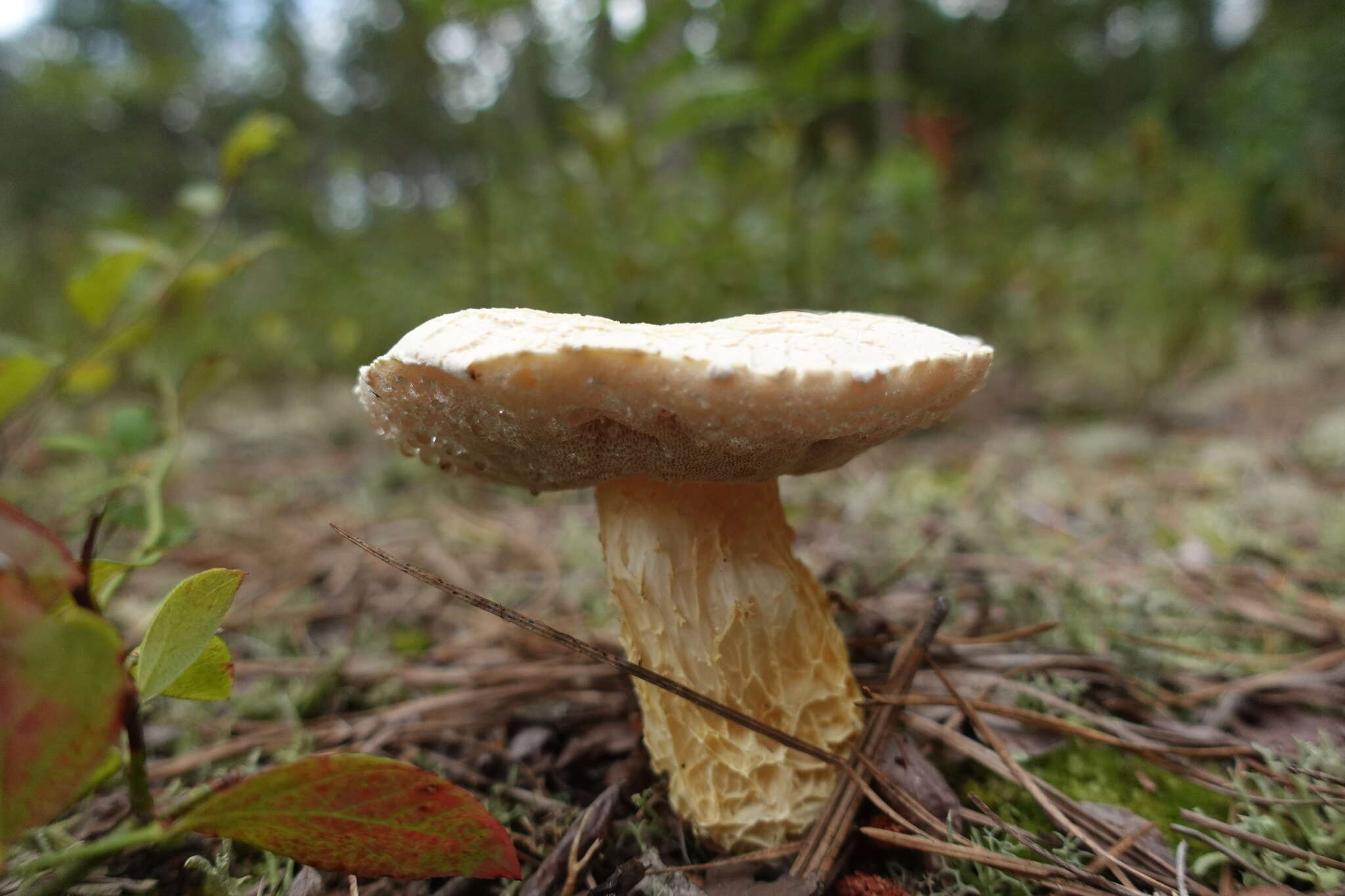 Sivun Austroboletus subflavidus (Murrill) Wolfe 1980 kuva