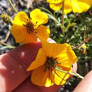 Image of Bidens anthemoides (DC.) Sherff