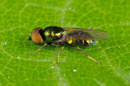 Image of Soldier fly