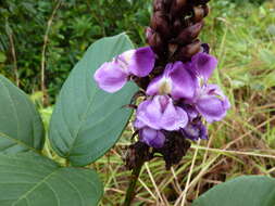 Image of Macropsychanthus hexander