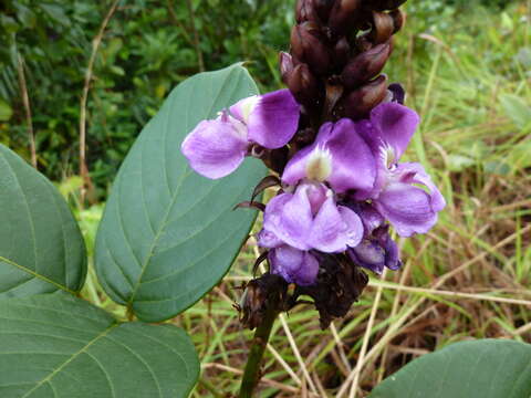 Image of Macropsychanthus hexander