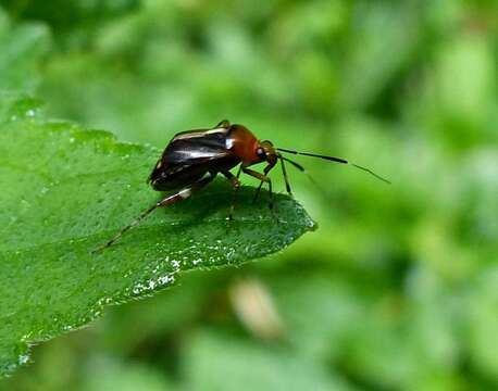 Imagem de Horciasinus