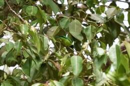 Image of Bornean Leafbird