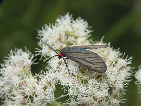 Image of Ctenucha rubriceps