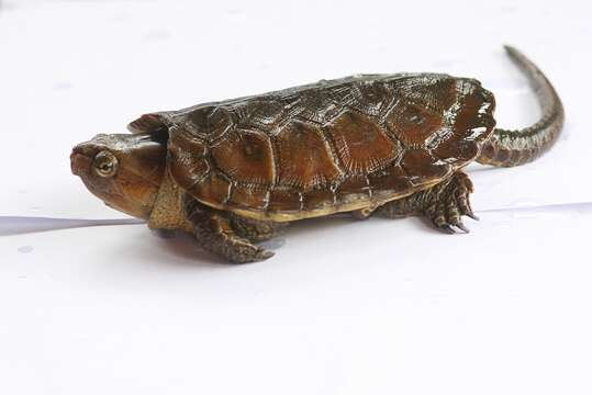 Image of Big-headed Turtle