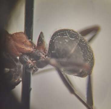 Image of Black-backed meadow ant