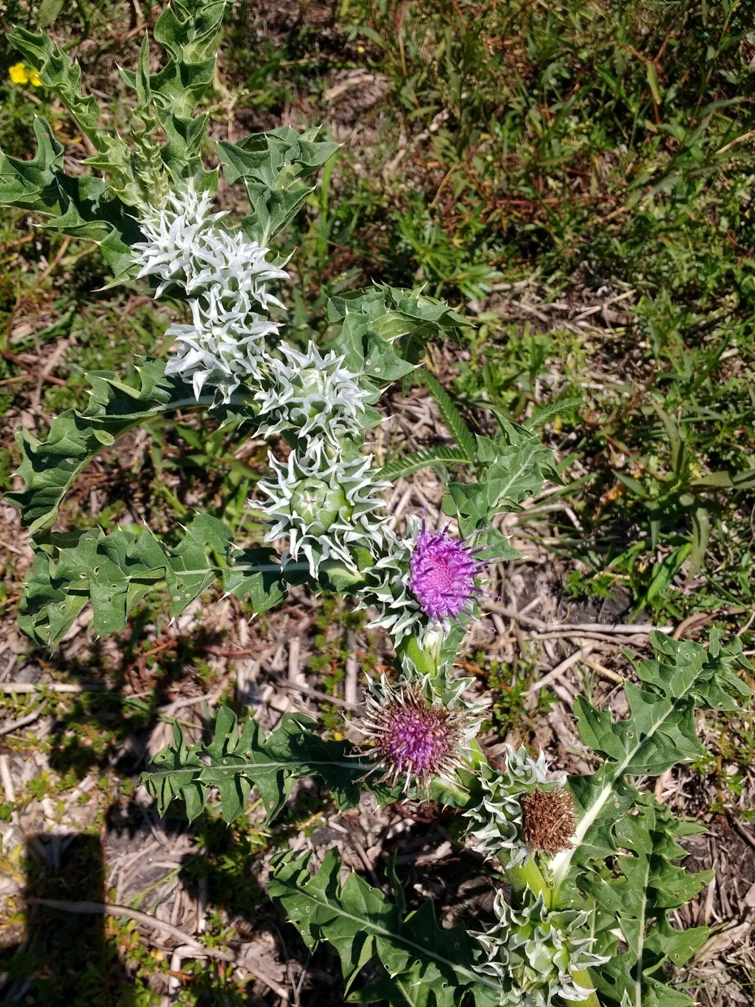 Imagem de Pacourina edulis Aubl.