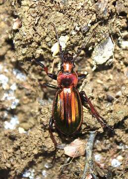 Plancia ëd <i>Carabus auronitens punctatoauratus</i>