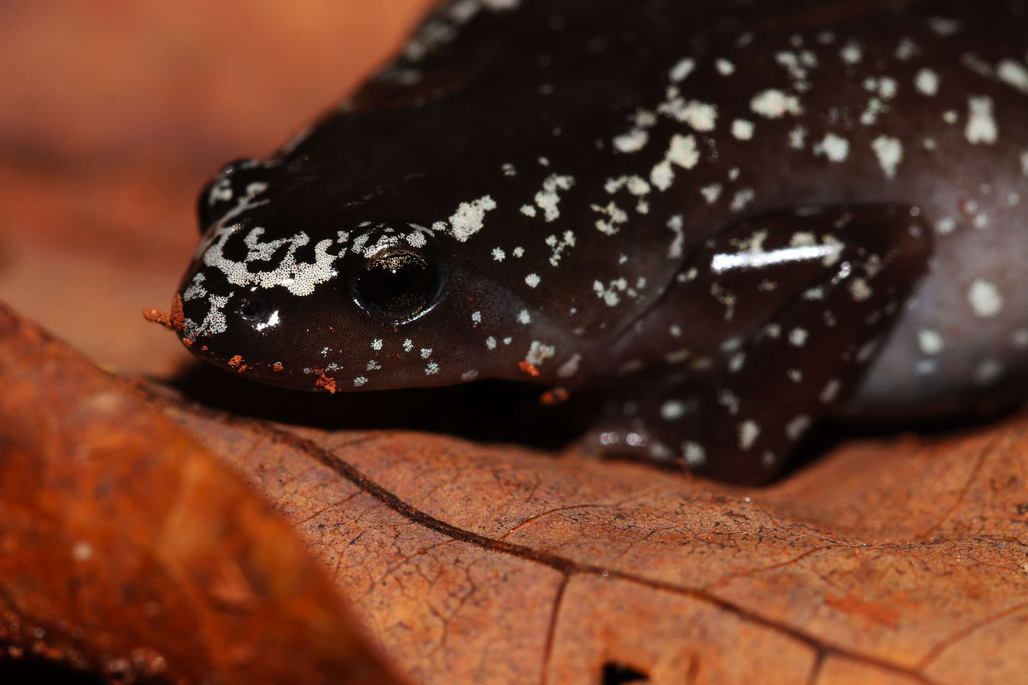 Image of white-spotted humming frog