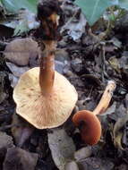 Image of Lactarius atlanticus Bon 1975