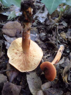 Image de Lactarius atlanticus Bon 1975