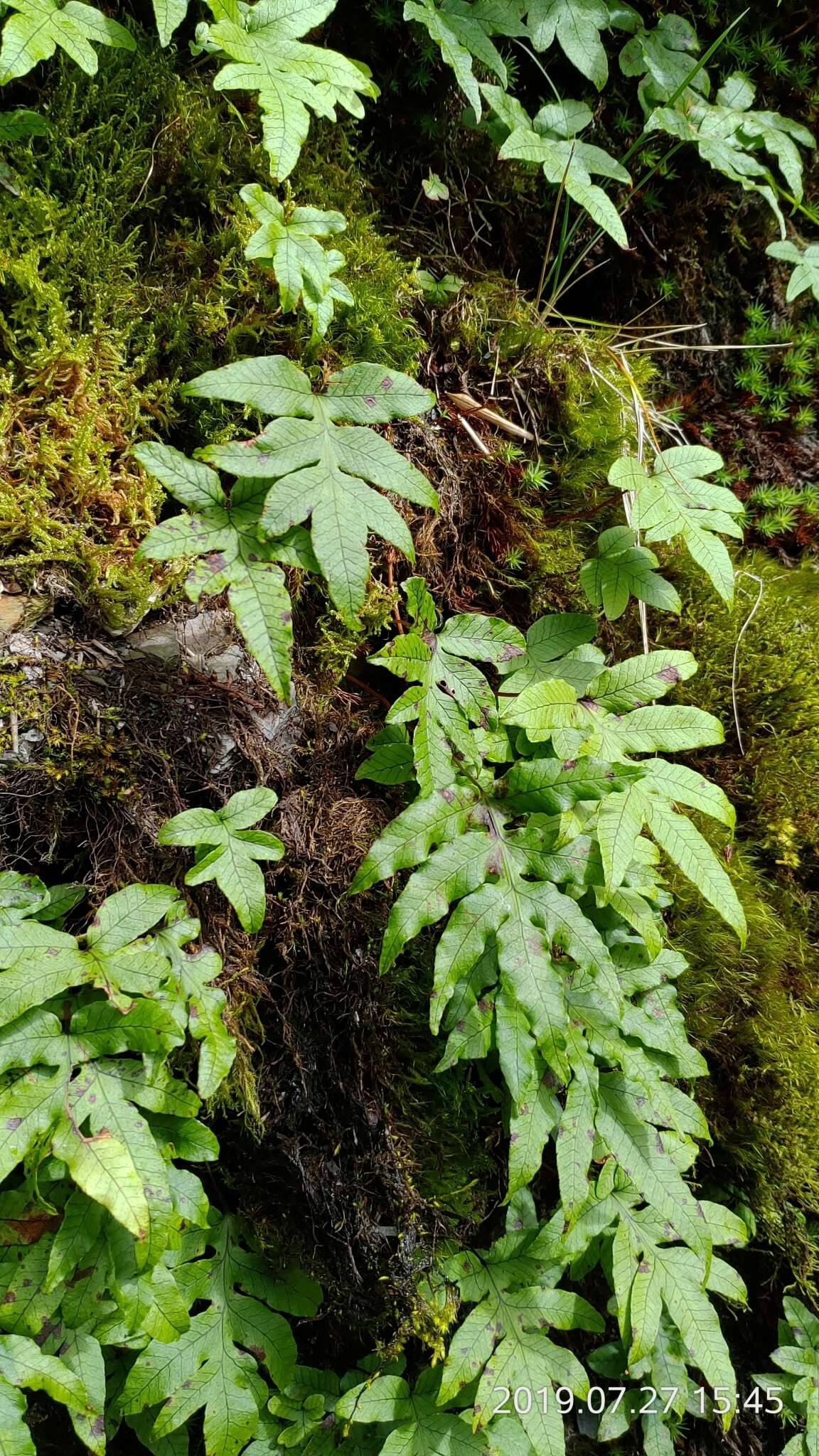 Pichisermollodes quasidivaricata (Hayata) Fraser-Jenk.的圖片