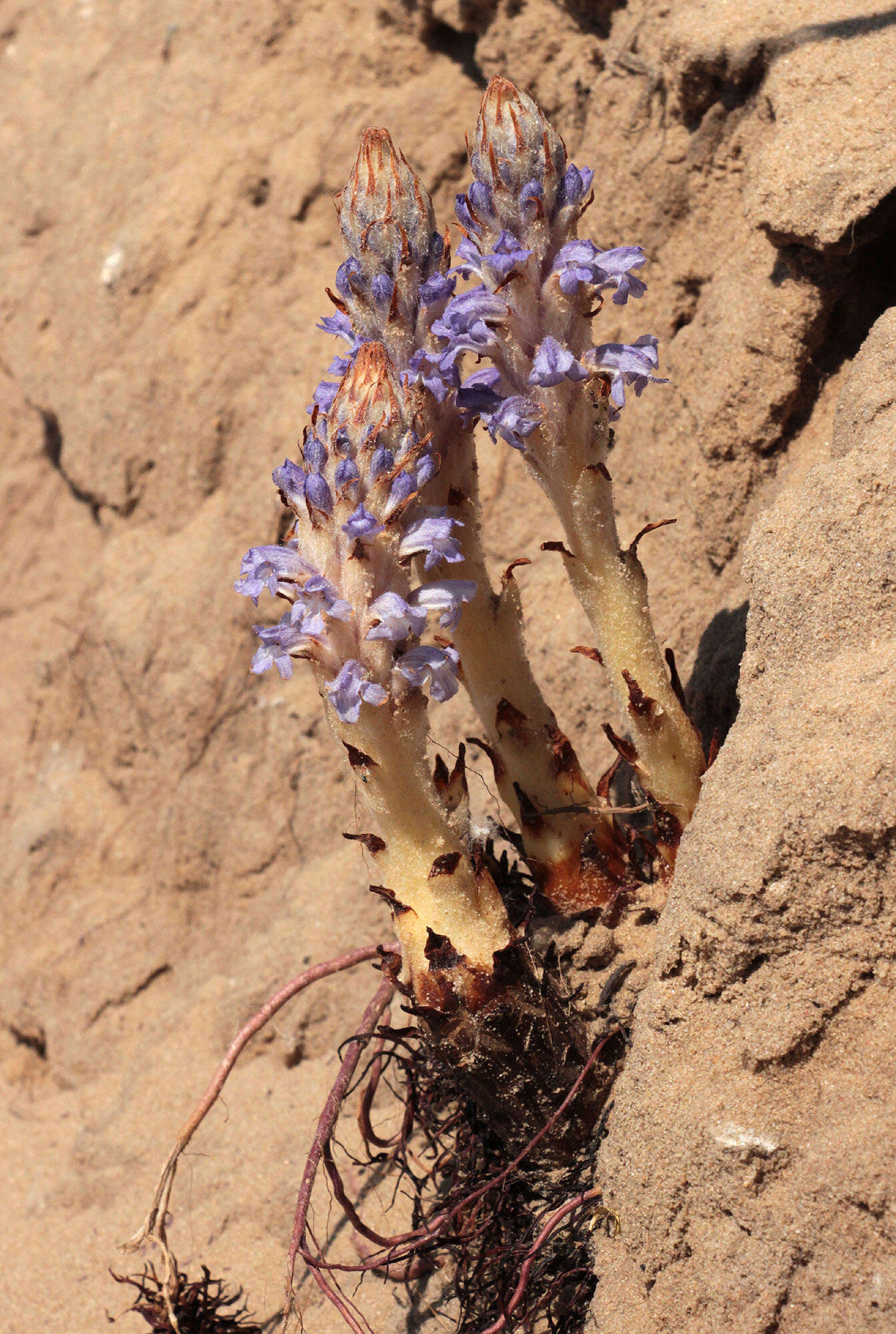 Image of Orobanche coerulescens Stephan