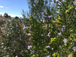 Image of Eremophila gibsonii F. Muell.