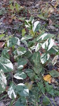 Image of Persicaria filiformis (Thunb.) Nakai