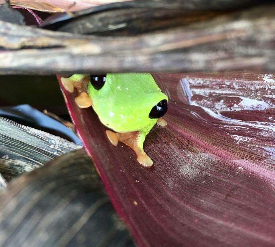 Image of Black-eyed Leaf Frog